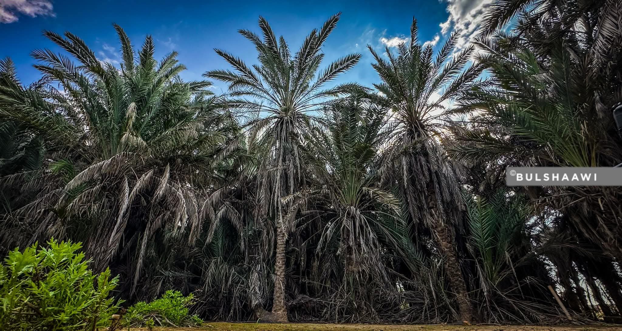 Puntland palms and sky